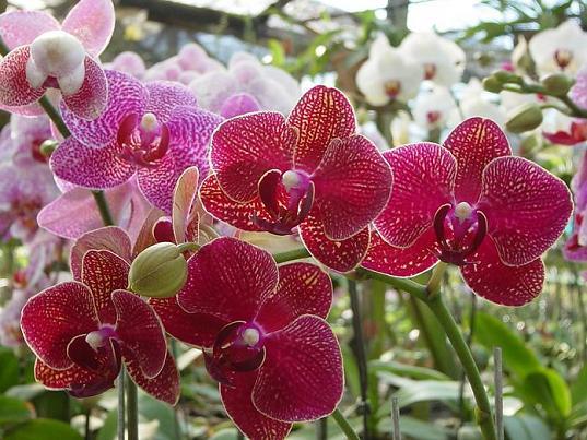 http://www.swiatkwiatow.pl/foto/storczyk-storczyki-orchidea-orchideceae_5062.jpg