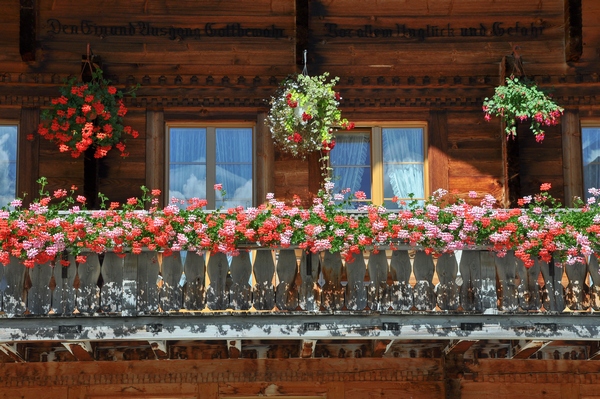 Kwiaty na balkon
