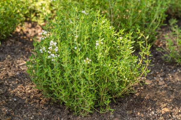 Tymianek pospolity- Thymus vulgaris