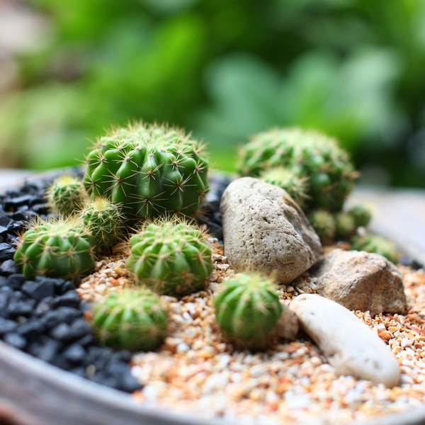 Zdjęcia kaktusów - epifity