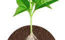 Przekrój rośliny zasadzonej na HYDROBOXIE bezpośrednio w glebie