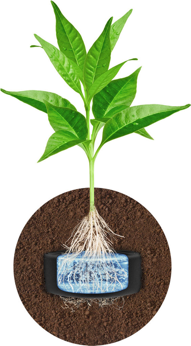 Przekrój rośliny zasadzonej na HYDROBOXIE bezpośrednio w glebie