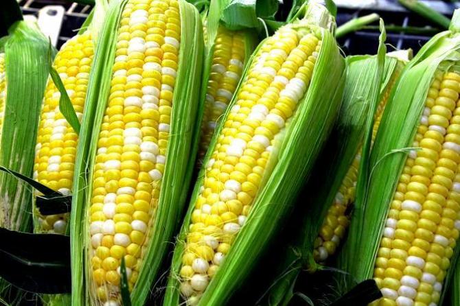 Kukurydza w ogrodzie  uprawa i pielęgnacja