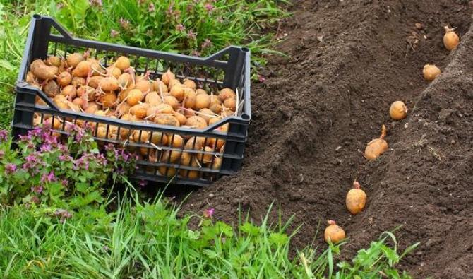 Sadzeniaki ziemniaków