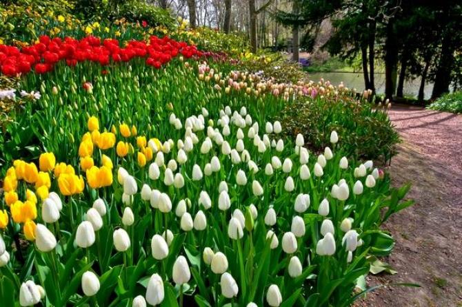 Jakie Kwiaty Kwitną Na Wiosnę W Polsce
