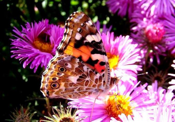 Motyle w ogrodzie  popularne kwiaty wabiące motyle