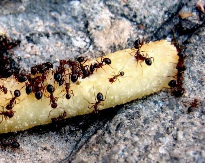 Jak zwalczać mrówki w ogrodzie?