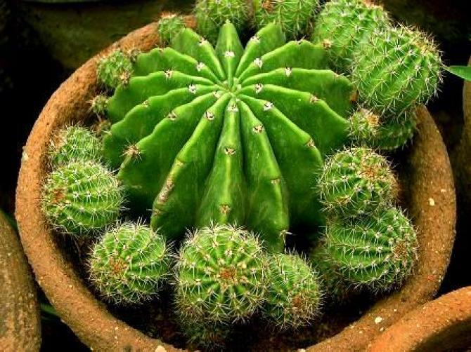 Kaktusy - dzieci słońca