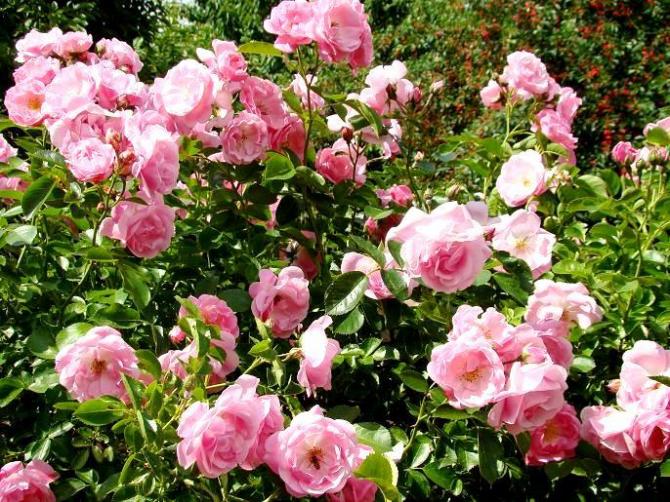 Sadzenie róż - jak sadzić róże?