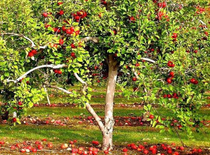 Choroby drzew owocowych