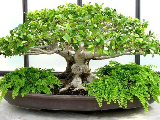 Pielęgnacja bonsai