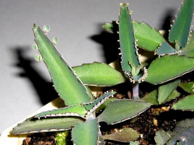 Żyworódka pierzasta - ciekawa roślina lecznicza