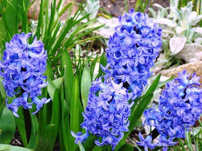 Niebieskie kwiaty  Rośliny o niebieskim kolorze