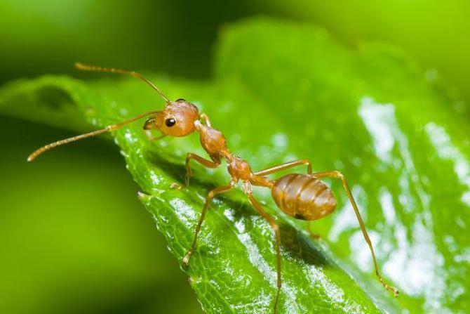Sprawdzone sposoby na mrówki i owady w ogrodzie!