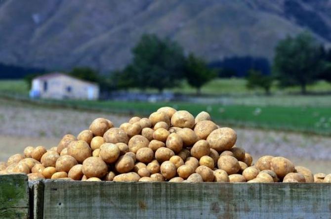 Odmiany ziemniaków