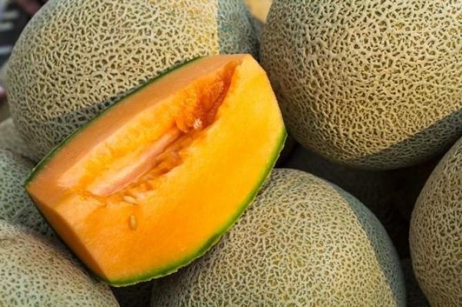 Melon - uprawa i odmiany