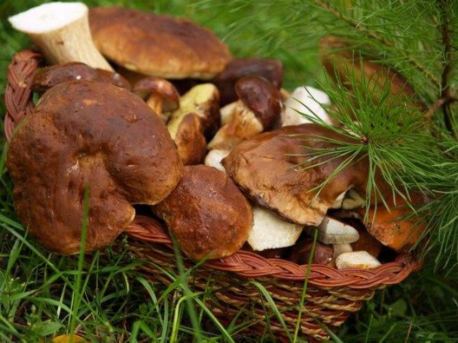 Mikoryza - sposób na grzyby leśne