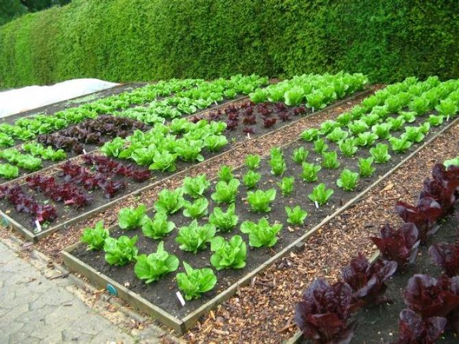 Ogródek warzywny krok po kroku