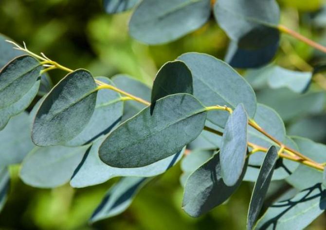 Eukaliptus niebieski  uprawa, sadzonki i zimowanie