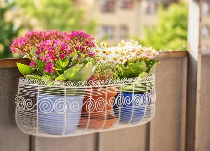 Rośliny balkonowe dla każdego