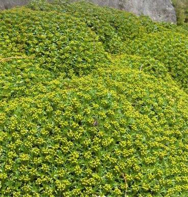 Azorella trójwidlasta - Azorella trifurcata