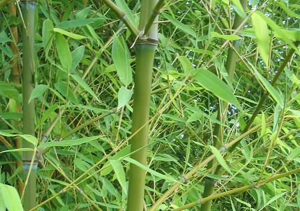 Bambus „ złocisty” – Phyllostachys aurea