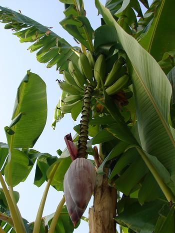Banan - Bananowiec