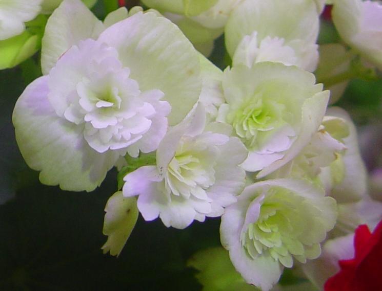 Begonia bulwiasta - Begonia x tuberhybrida  (syn. B. tuberosa)