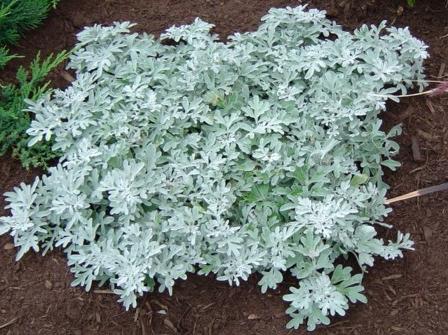 Bylica Stellera - Artemisia stelleriana