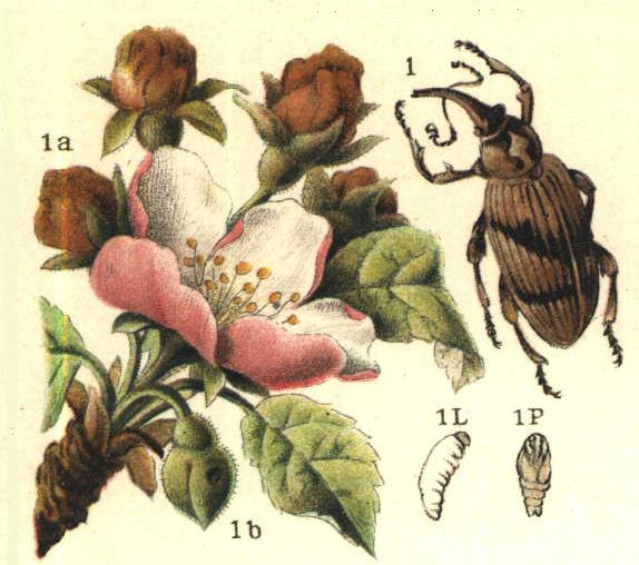 Kwieciak jabłkowiec - Anthonomus pomorum L.
