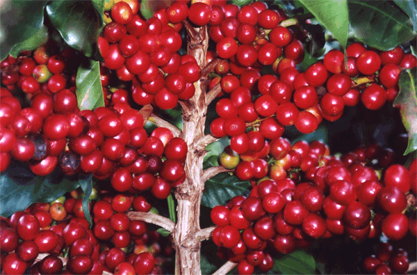 Drzewko Kawowe, Kawa - Coffea arabica