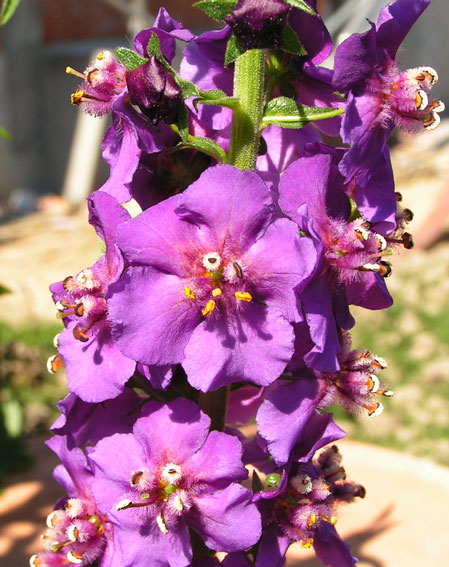 Dziewanna fioletowa - Verbascum phoeniceum