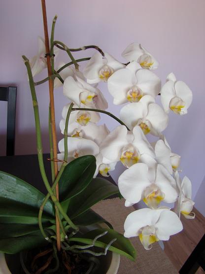 Falenopsis – Phalaenopsis ( storczyk )
