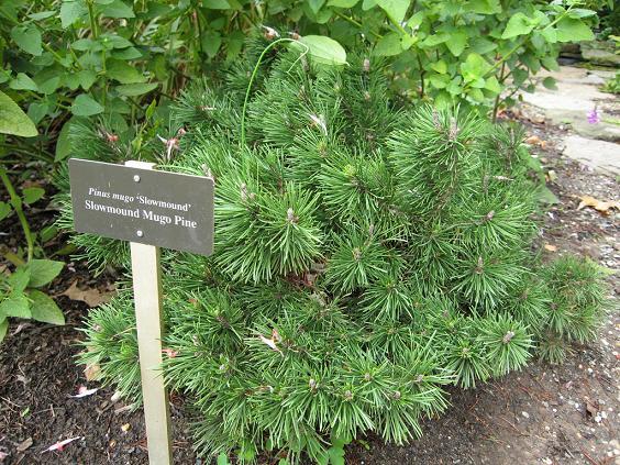 Kosodrzewina, Sosna górska ( Krępulec, Kozodrzew)- Pinus mugo