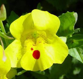 Kroplik żółty – Mimulus luteus