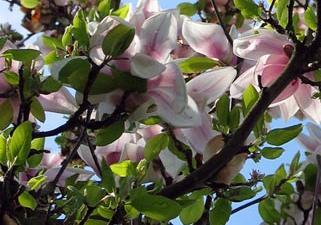 Magnolia japońska - Magnolia kobus