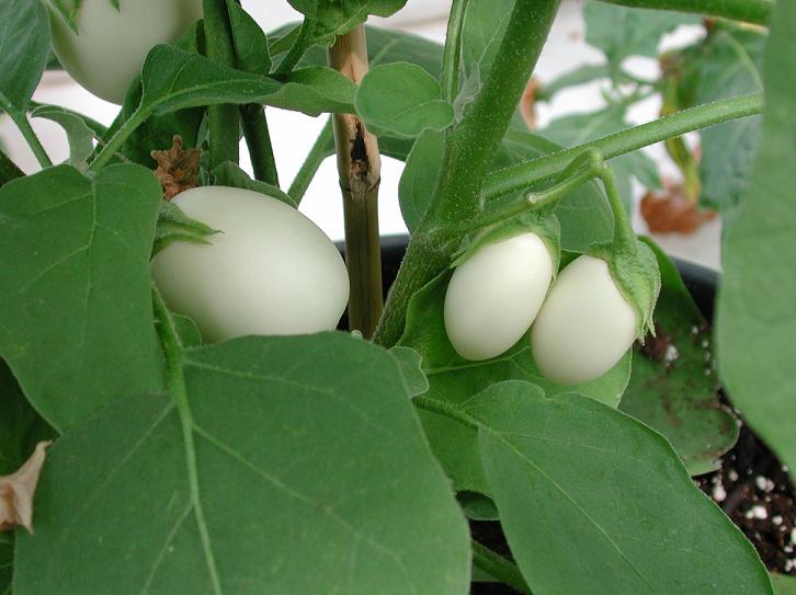 Oberżynka Golden Eggs - Solanum melongena