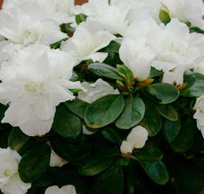 Różanecznik indyjski, Azalia indyjska - Rhododendron simsii