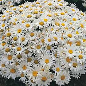 Złocień właściwy - Chrysanthemum maximum
