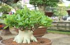 Adenium formowane na bonsai