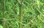 Bambus „ złocisty” – Phyllostachys aurea