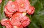 Begonia bulwiasta - Begonia x tuberhybrida  (syn. B. tuberosa)