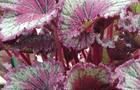 Begonia królewska - Begonia rex