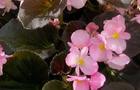 Begonia stale kwitnąca - Begonia semperflorens