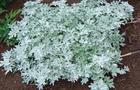 Bylica Stellera - Artemisia stelleriana
