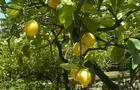 Cytryna – Drzewko cytrynowe.  