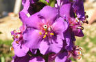 Dziewanna fioletowa - Verbascum phoeniceum