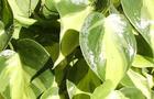 Filodendron - Philodendron 