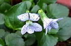 Fiołek motylkowaty - Viola sororia