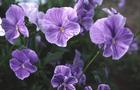 Fiołek rogaty - Viola cornuta Miniatur